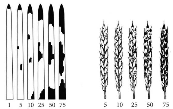Рисунок 1. Учет пораженности злаков септориозо%