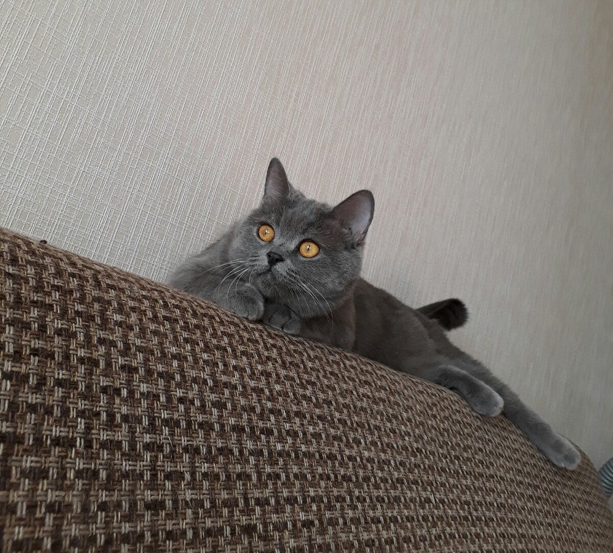 Наша умничка кошка  Соня!