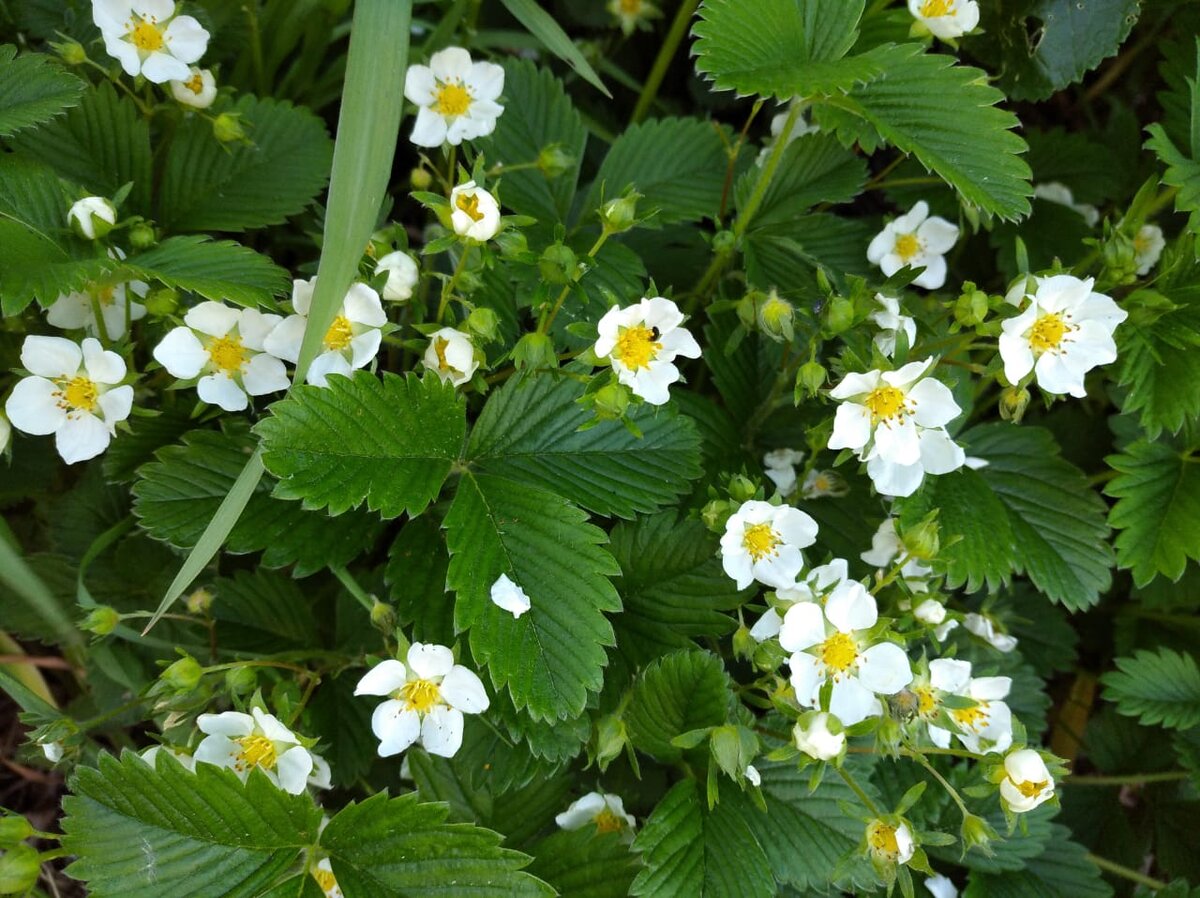 Существует легенда, будто клубнику еще в Cредневековье привезли из Чили в подарок английской королеве. И поначалу в Европе ее так и величали - королевская ягода. ... 