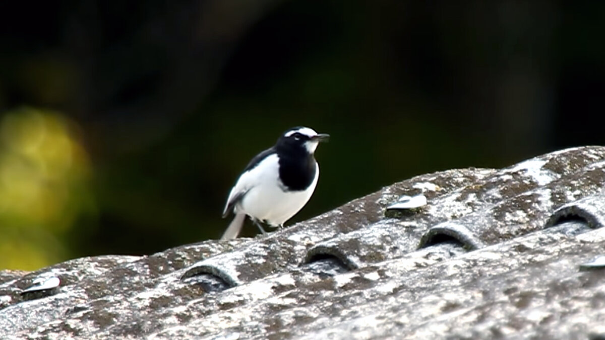 Японская трясогузка