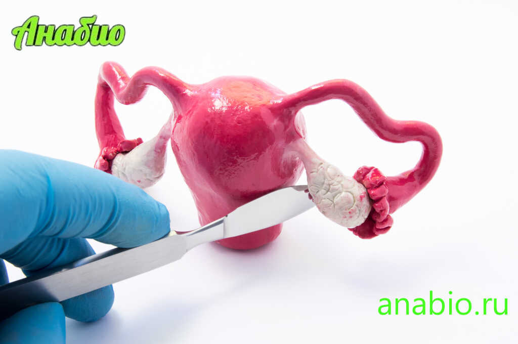 Яичник и матка