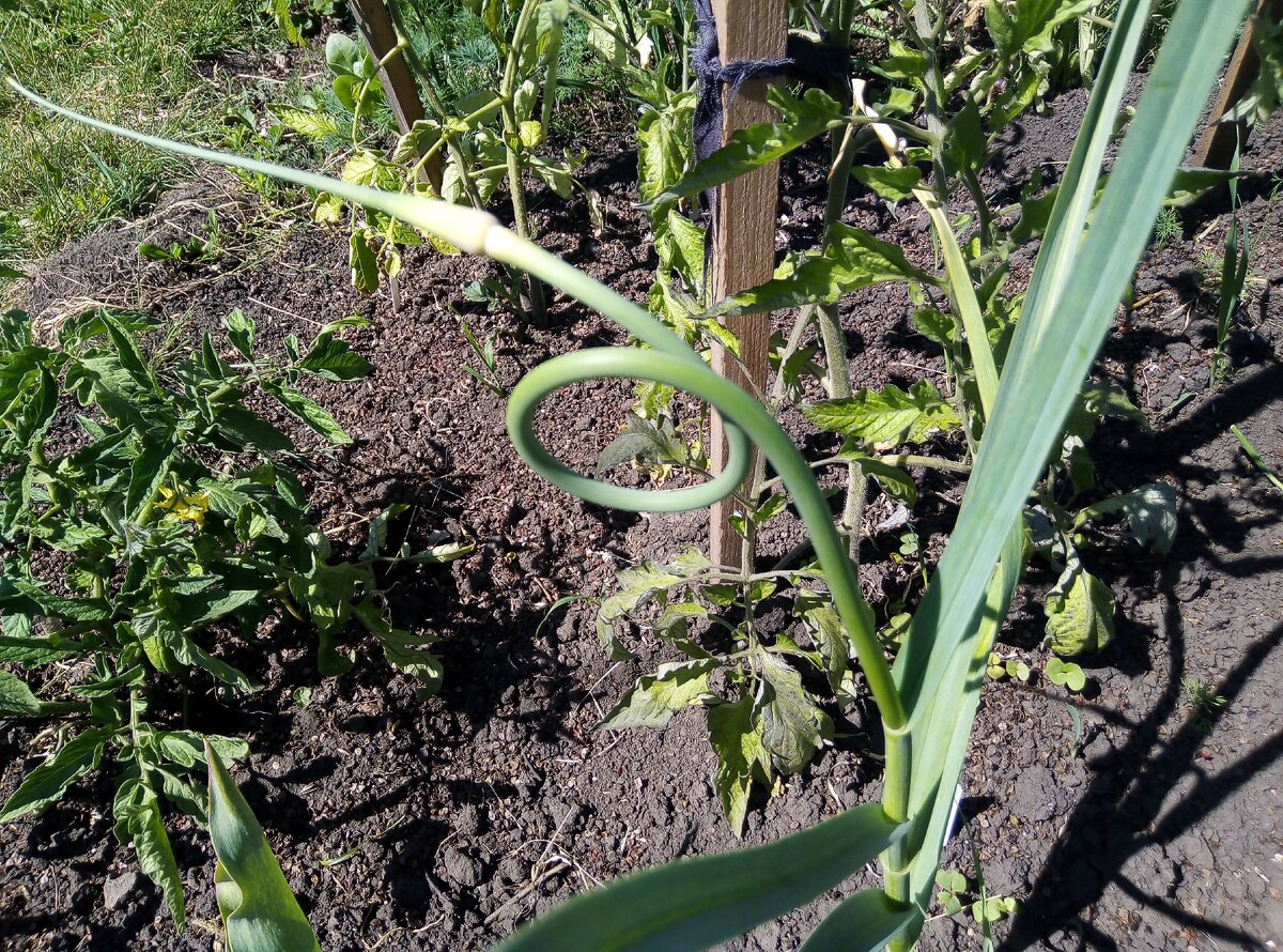 Удаляем стрелки чеснока