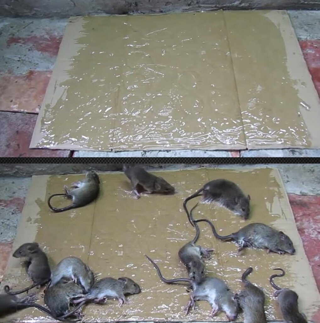Клеевая ловушка для мышей и крыс Mr. Mouse, Черная