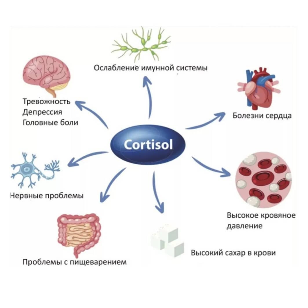 Влияние кортизола 