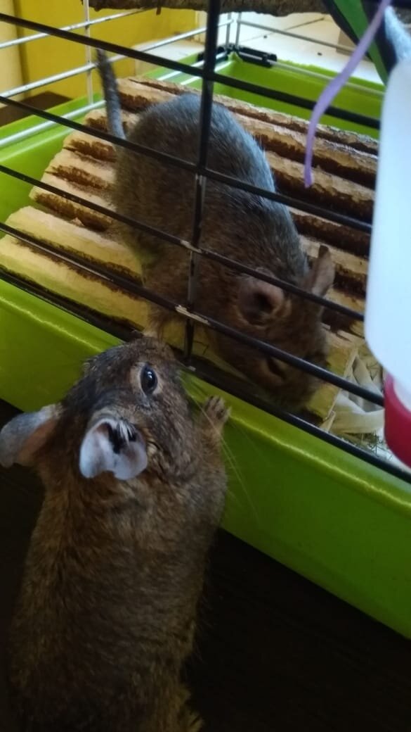 Диего и Семён