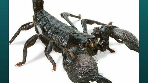 Народный сонник