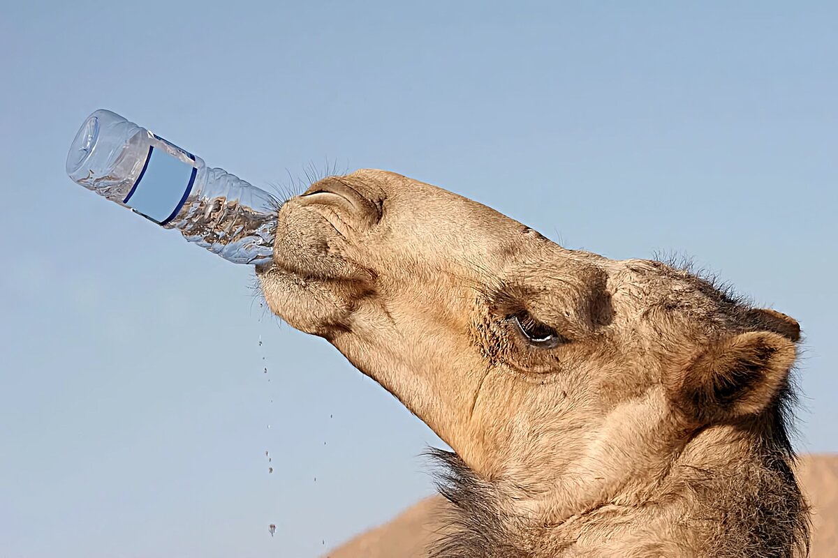 Что пьют верблюды. Животные пьющие воду. Верблюд пьет воду. Верблюд пьет воду. Пустыня смешной верблюд.