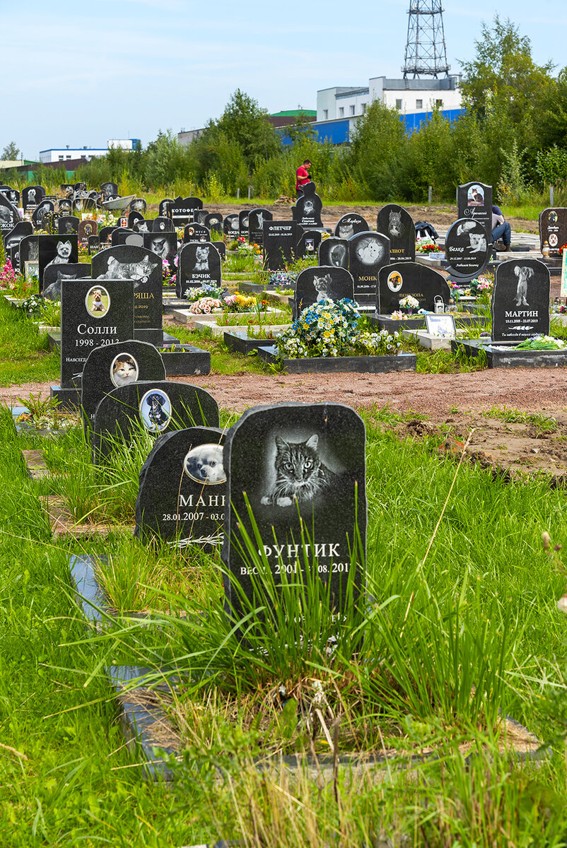 улица электропультовцев кладбище животных. городское кладбище животных в спб. городское кладбище животных в спб. городское кладбище животных отзывы. собачье кладбище в санкт-петербурге.