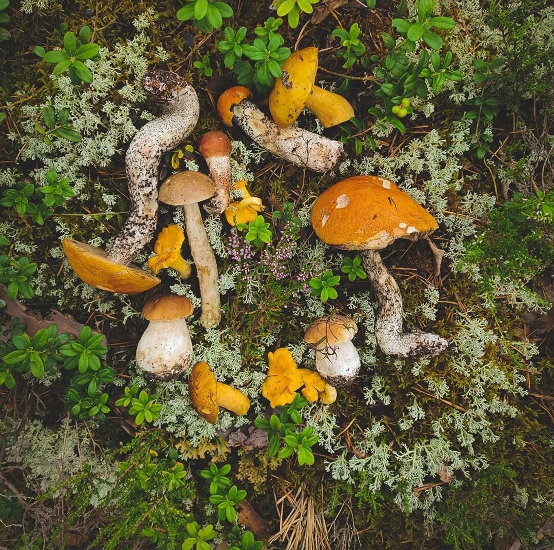 Дары летнего леса