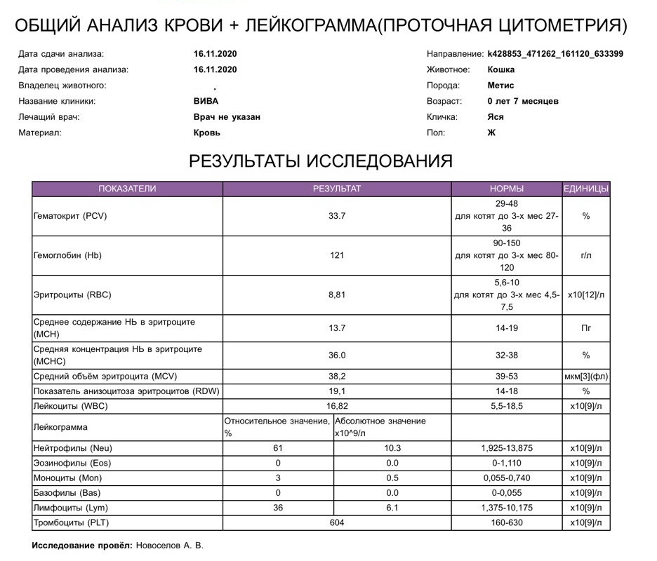 Rdw понижен у женщин что значит. Показатель анизоцитоза эритроцитов норма.