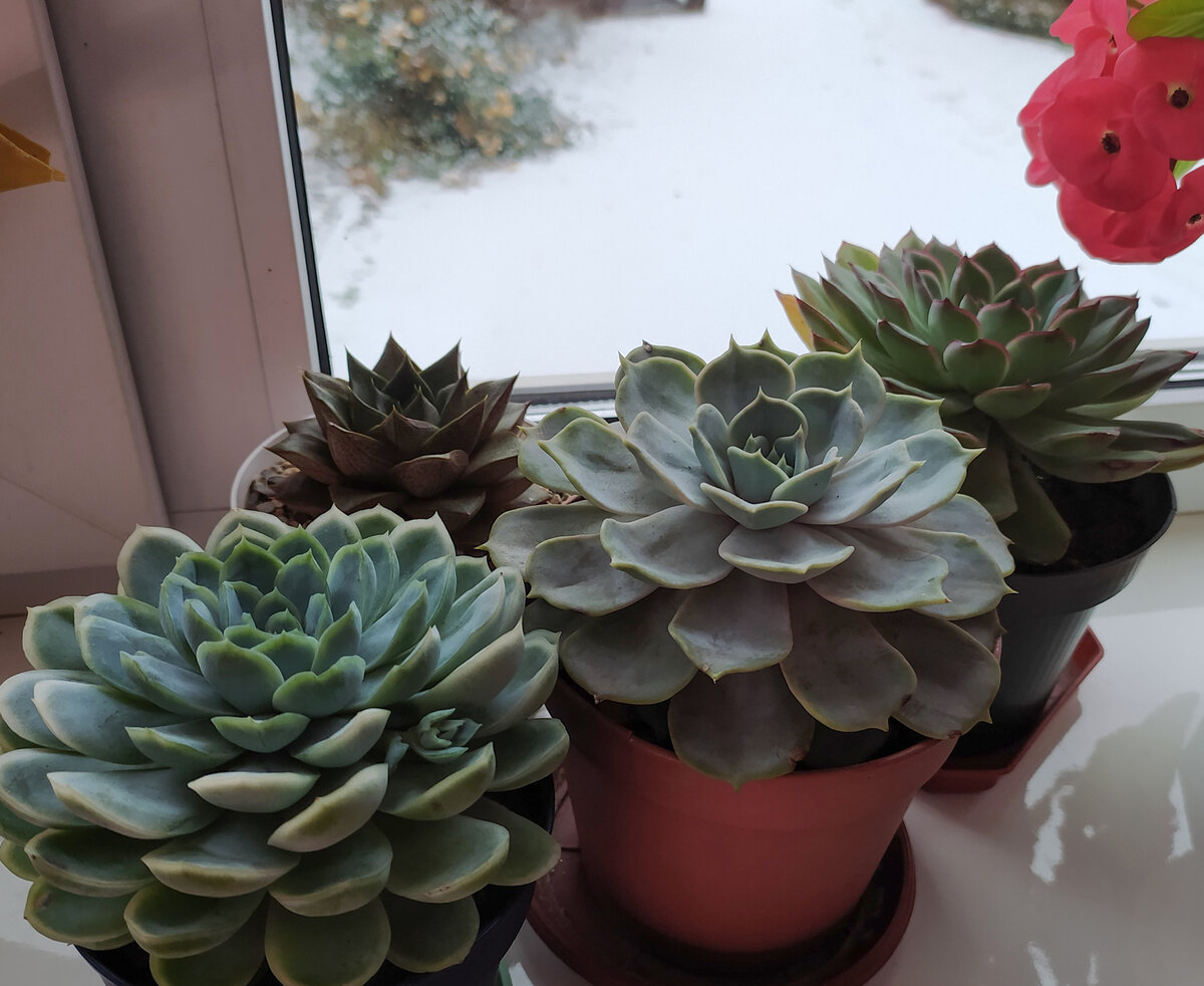 Крупные экземпляры и простые в уходе сорта прекрасно переносят зимовку без полива