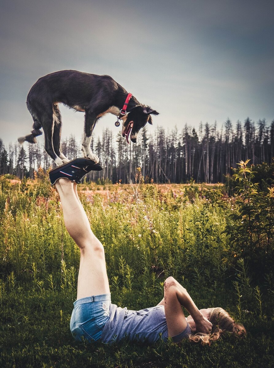 Бордер колли Мэй. команда- футстол