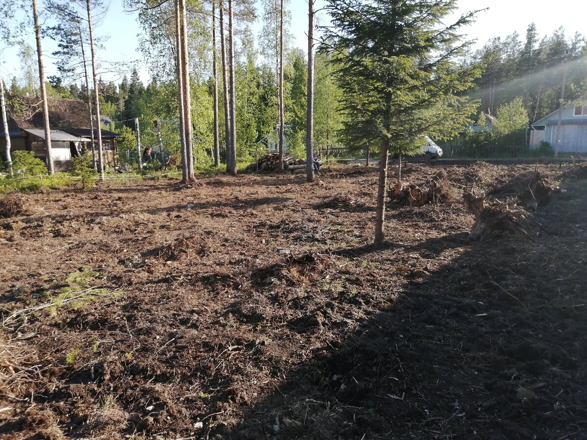 Участок после корчевки