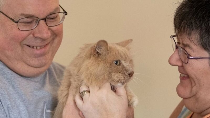 возвращение потерянного кота (источник фото bbc.com)
