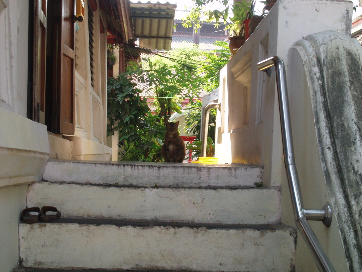 Котэ в Храме. Порода понятно какая, Храм - тоже. Вернее монастырь.