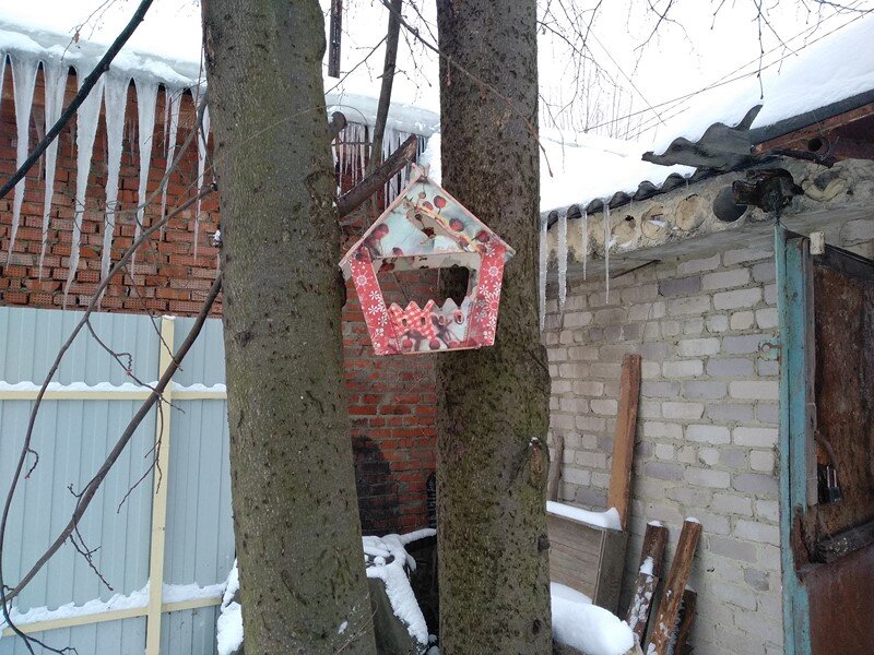 Кормушка на липе в прошлом году