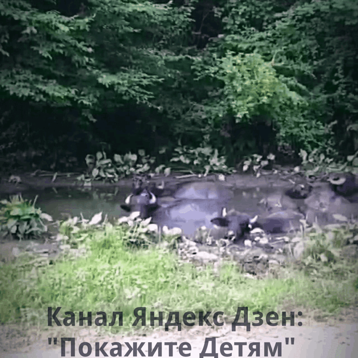 Буйволы, Абхазия