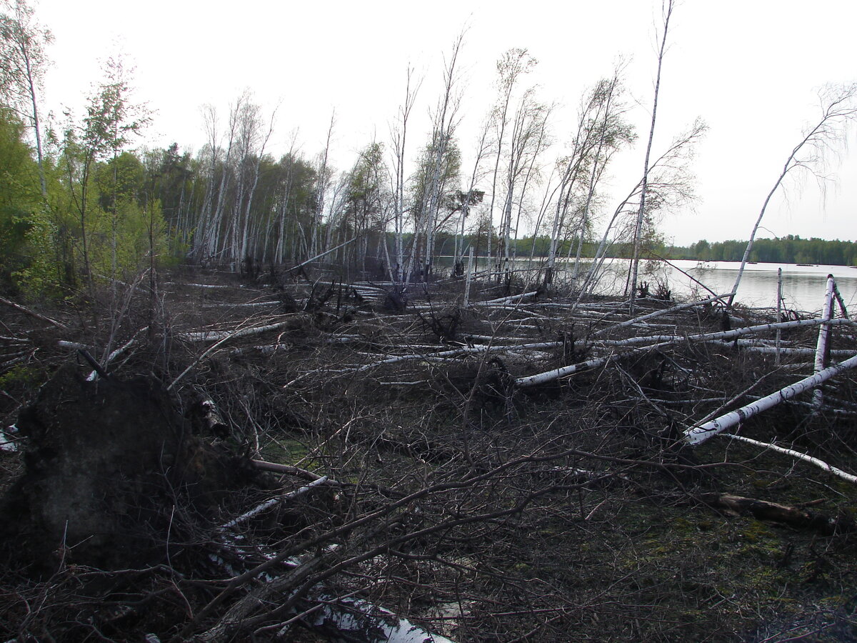 Грустно видеть сгоревший лес, грустно видеть как обирают людей.
