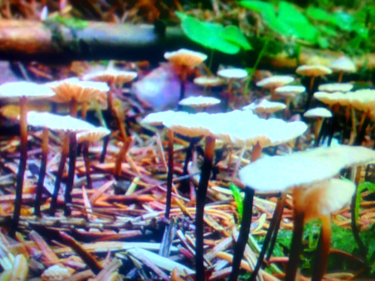 Фото с моего канала Грибник со стажем 16.RU