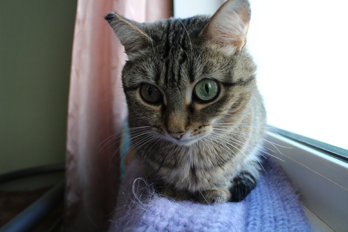 Удивительная кошка-эмпат