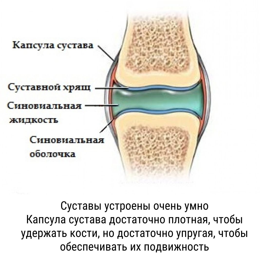 Суставная капсула. Строение коленного сустава суставная капсула. Суставной хрящ и суставная капсула. Синовиальная жидкость коленный сустав строение. Синовиальная капсула коленного сустава.