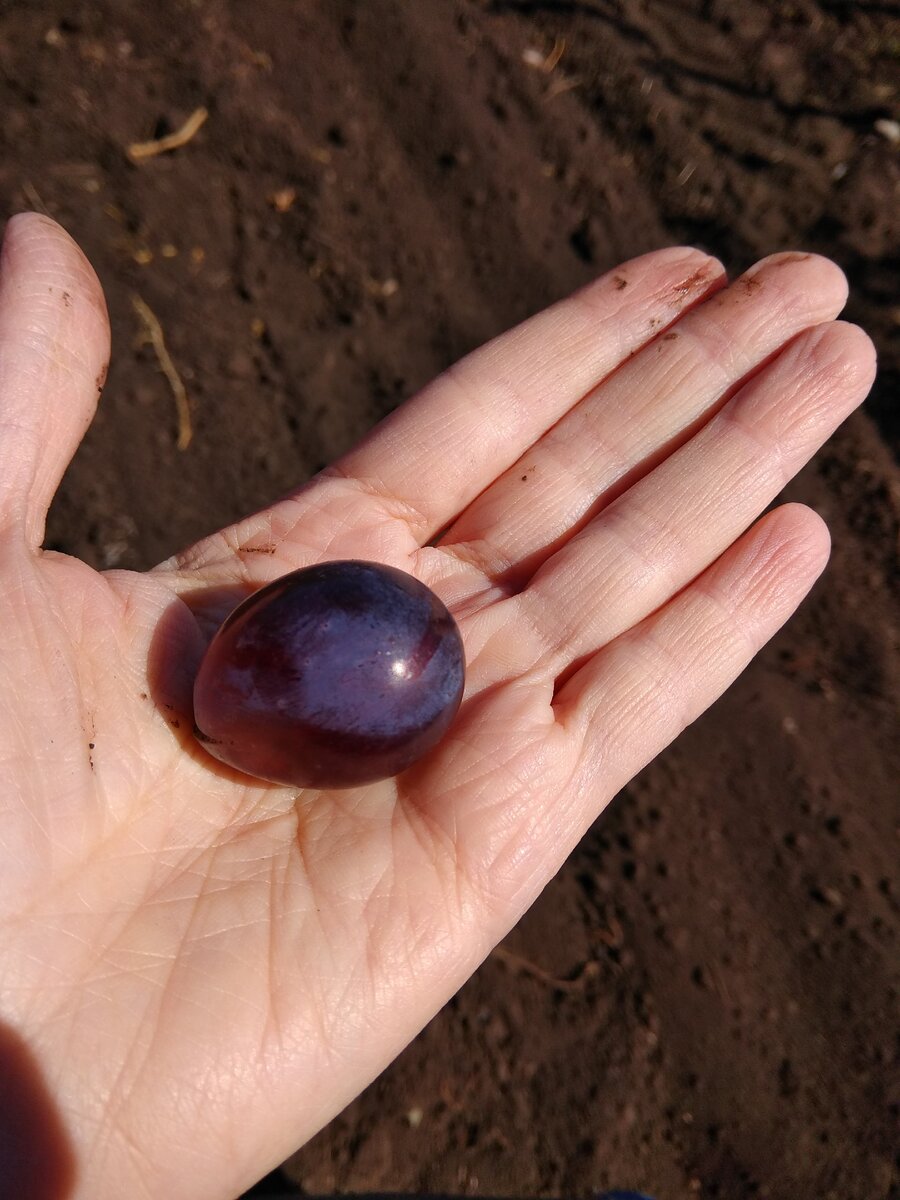 Серьезная заявка на рекорд!