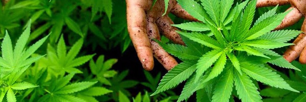 Талисманы конопля семена марихуаны по спб
