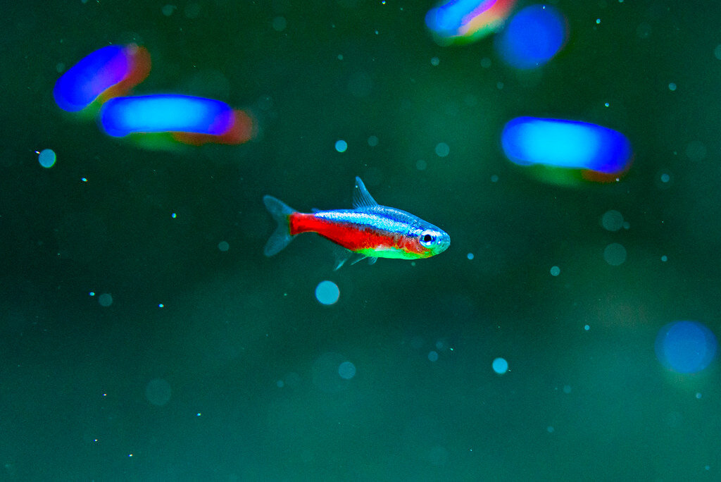 "Neon tetra (Paracheirodon innesi) of Sumida Aquarium in Tokyo Sky Tree Town : ネオンテトラ（すみだ水族館）" by Dakiny is licensed under CC BY-NC-ND 2.0