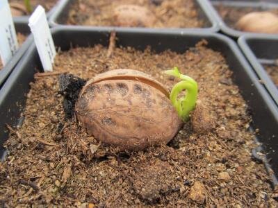 Ну, да. Как-то так и у меня выглядело. Источник: http://www.rootstocks.net/sites/default/files/pictures/Preece_OPgerm3_ailantifolia_0.JPG