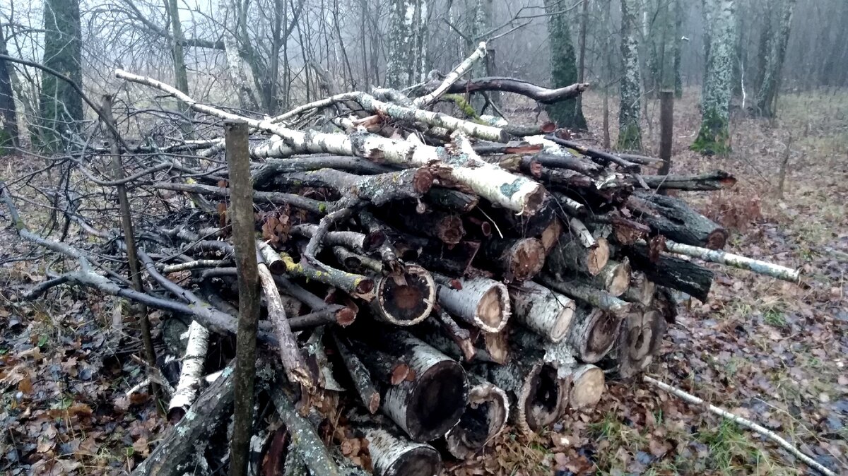 Фото валежника в лесу