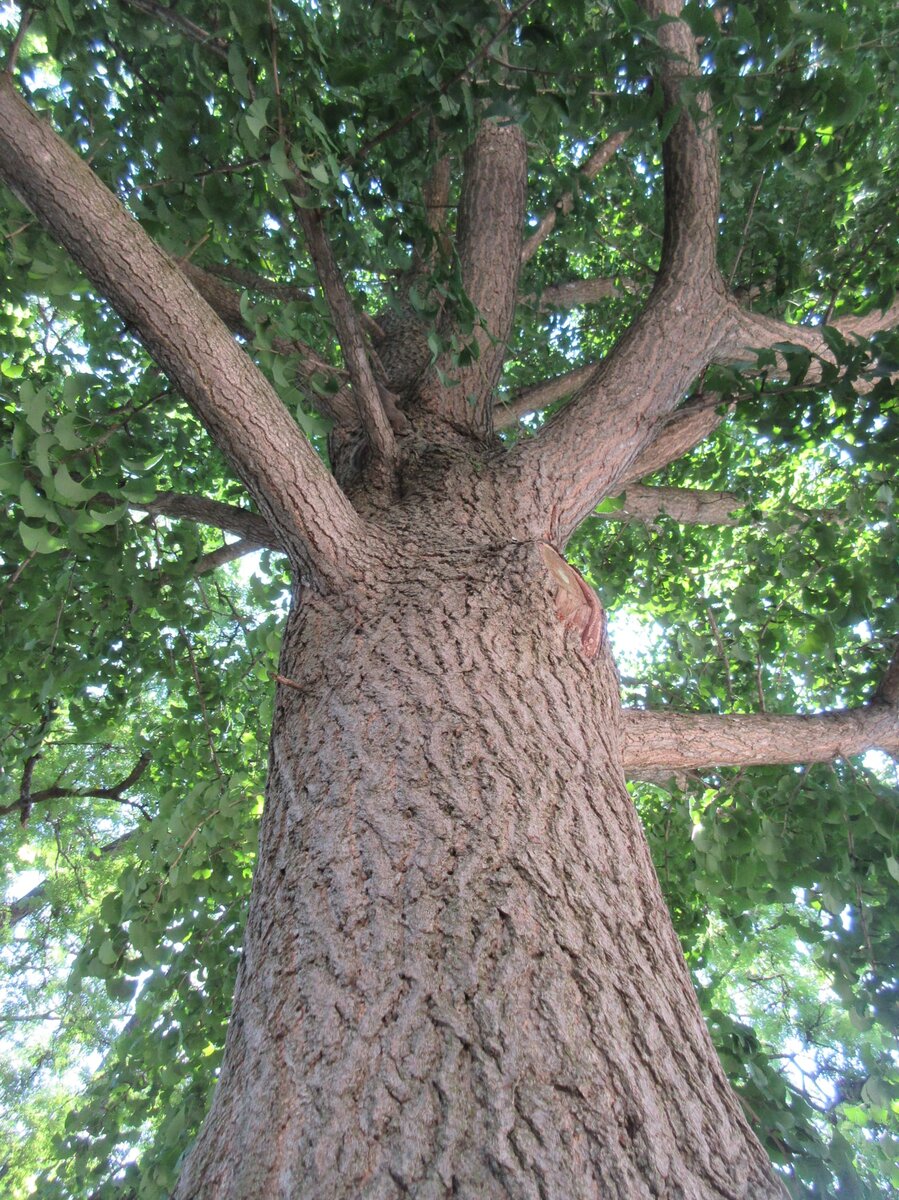 Крона взрослого дерева