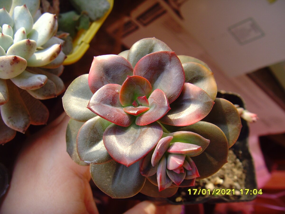 фото 1(балкон утепленный и те же лампы)