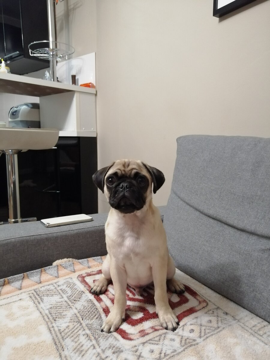 Если не фотографировать мопса, можно испортить себе карму