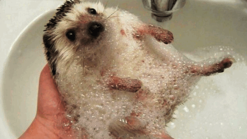 Мыться любят все