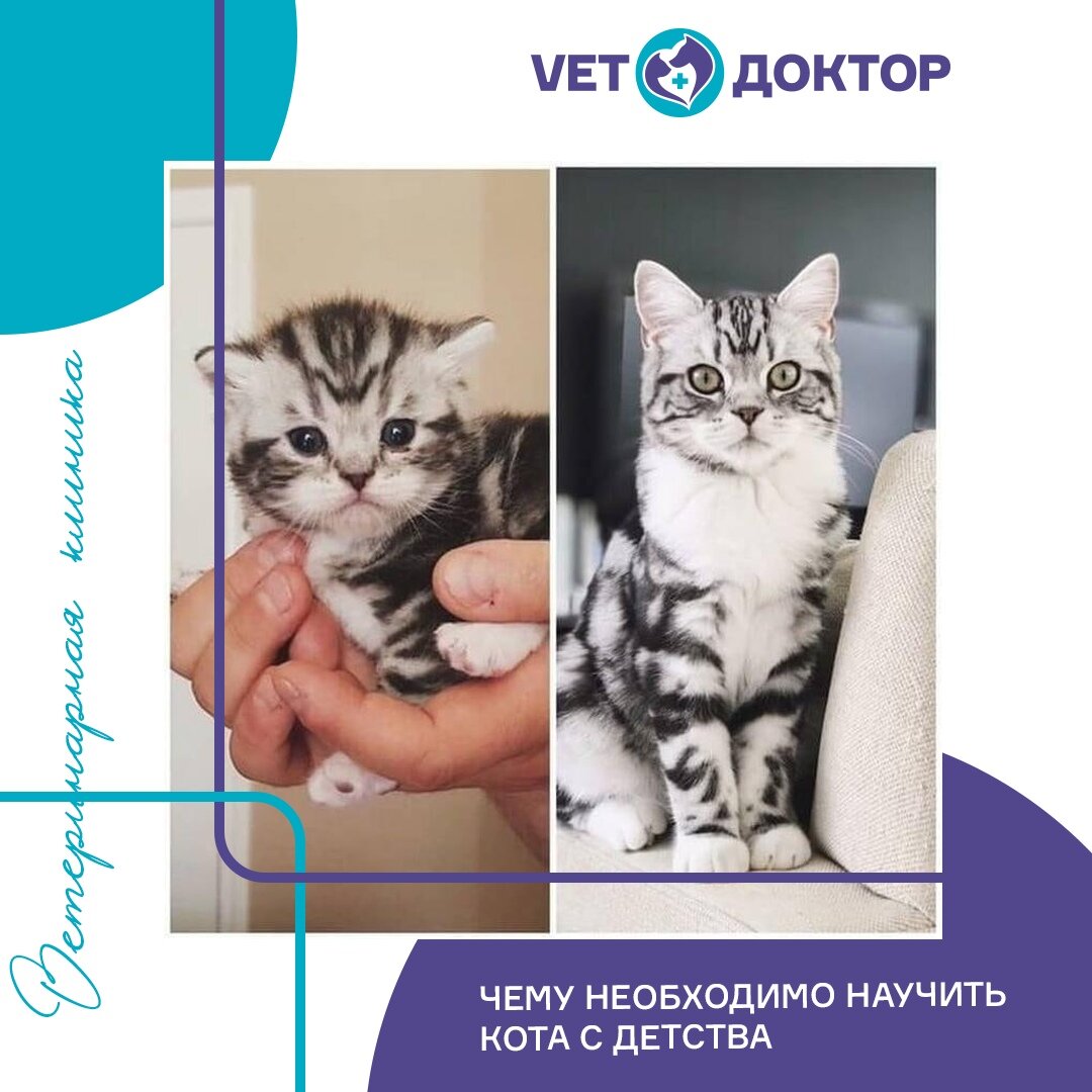 1. Точить когти можно в строго отведённом месте 
Просто перенесите его и прицепите на когтеточку приговаривая: "Вот тут будешь точить когти, здесь можно". Обязательно похвалите его. Если котенок никак не хочет точить коготки где положено (что крайне редко бывает при правильном подходе) — кошачья мята вам в помощь. Она безопасна в отличие от валерьянки, и большинство котов ее любят.

2. Купаться не страшно
Считается, что домашнего кот купать не нужно. Это не совсем так. В жизни не обойтись без ситуаций, когда питомца просто необходимо выкупать. Если кот не приучен к купанию, у меня в голове рисуется такая картина: Изодранный хозяин, ванная, как поле боя, все злые и расстроенные. Вот чтобы не было таких ситуаций, кота нужно приучать к воде с самого раннего возраста.

3. Вычесываться приятно и полезно
Котов нужно вычесывать. Это знают все. Но не все коты позволяют проводить над ними подобные манипуляции. Ведь коту не объяснить, что вычесанная шерсть выглядит более опрятной, и на ней нет колтунов.
А вот дать ему понять, что вычесывание это очень приятная и безопасная процедура вполне реально. Только не допустите одну ошибку: не превращайте вычесывание в забаву. Кот должен усвоить, что это не игра. Иначе он будет "охотиться" за вашей рукой, и кусаться.

4. Хозяин — "старший кот", хозяина кусать нельзя
Наверное, это условия самое важное. Кот должен понимать, что вас нельзя кусать или царапать. Ни в шутку, ни тем более, намеренно.

Этого можно достичь, если смалечку показать коту, что вовсе не он тут главный. Причем это можно сделать без малейшего рукоприкладства. Ведите себя как кот. Если котенок делает начинает вас кусать или царапать, нужно аккуратно взять его за загривок и пошипеть ему в мордашку, как делает мама кошка. Когда котенок перестанет кусаться, подержите его в "подчиненном" положении минутку и отпустите.

Всех любим ❤