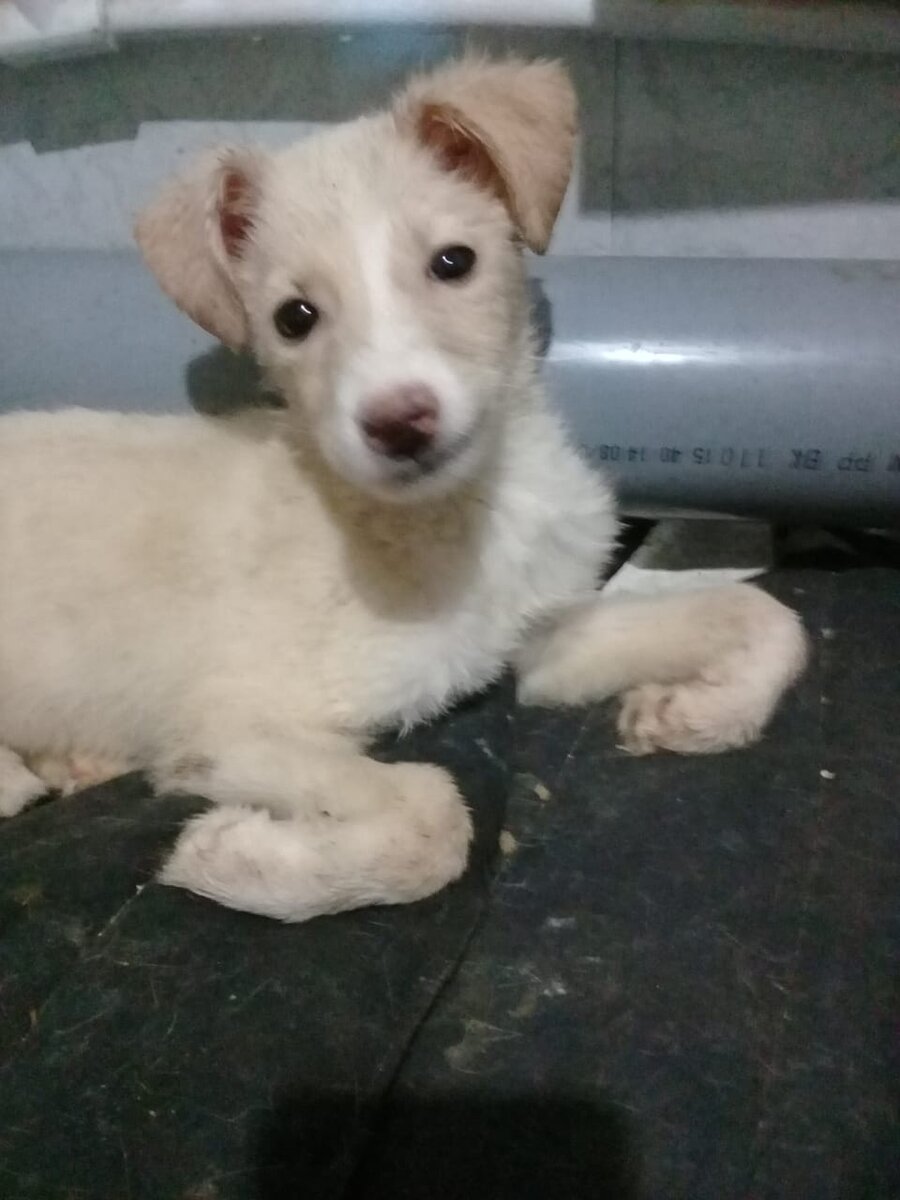 Танечка благодарит наших подписчиков за спасенную жизнь.