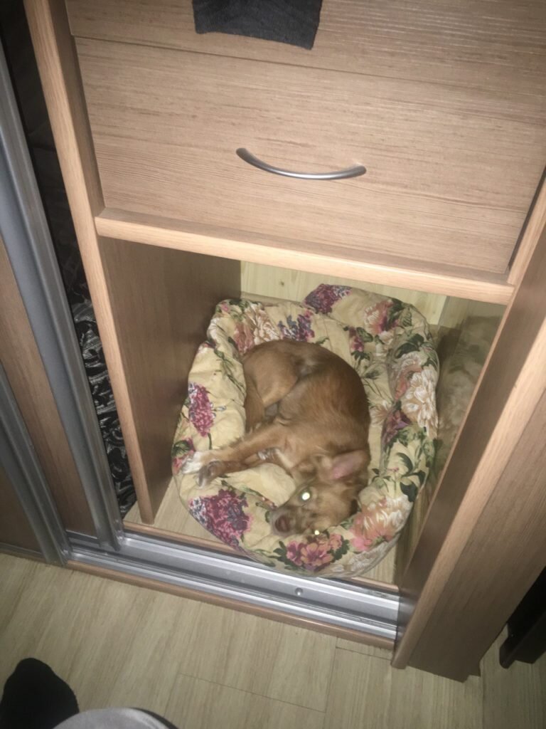 Первая ночь щенка в новом доме | Манго Страхование | Дзен