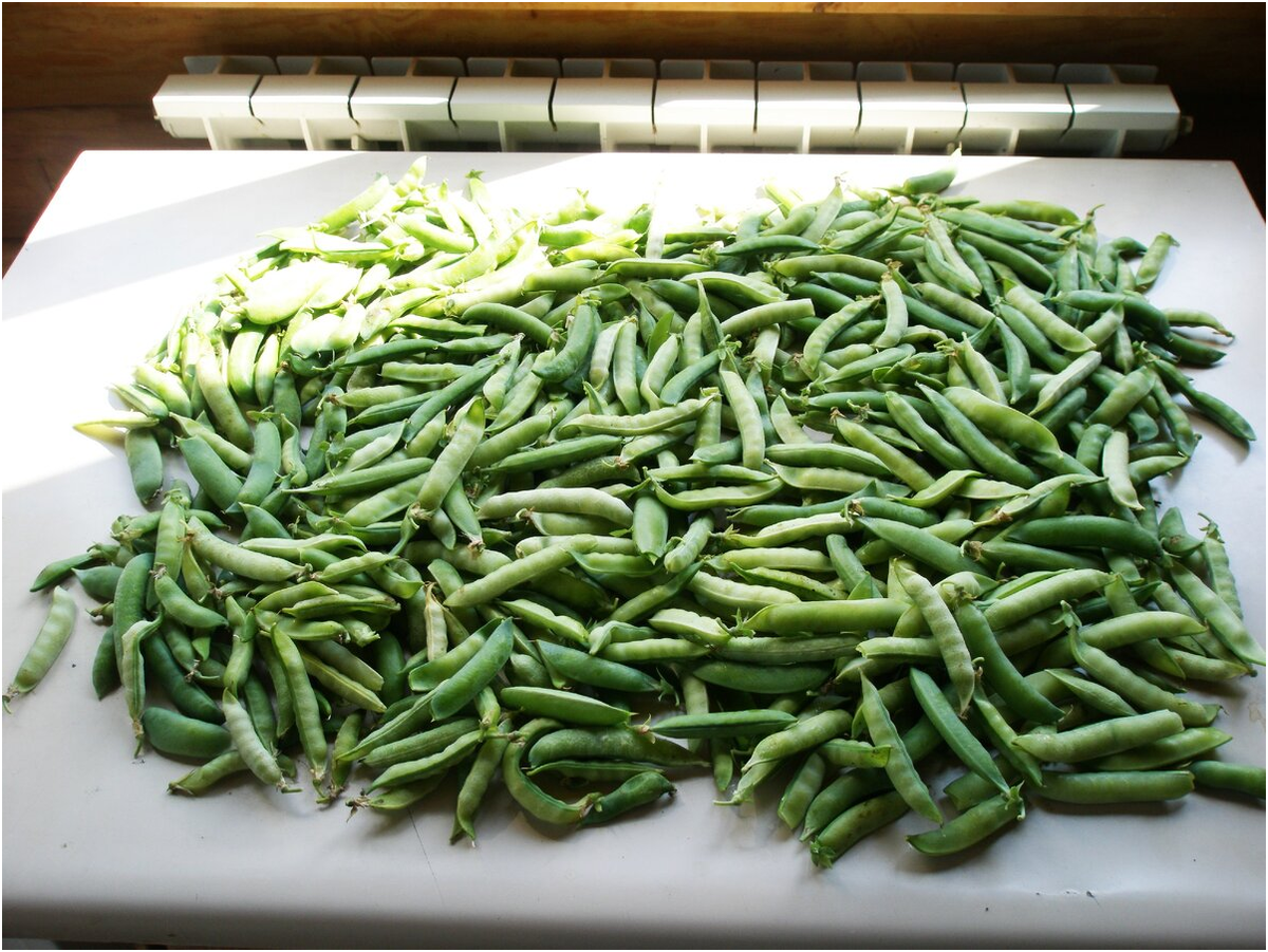 Последняя партия горошка в прошлом году - середина сентября