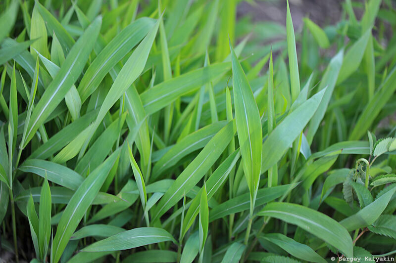 Сподиопогон сибирский. 2 фото, листайте