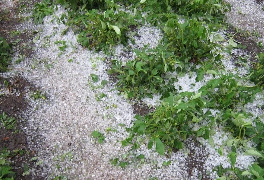 Как восстановить растения после града: полезные советы и рекомендации