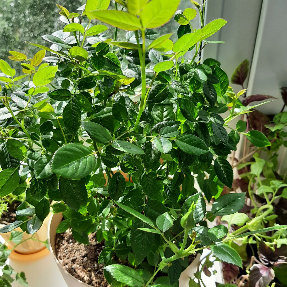 Заметно подросла и начала набирать бутоны