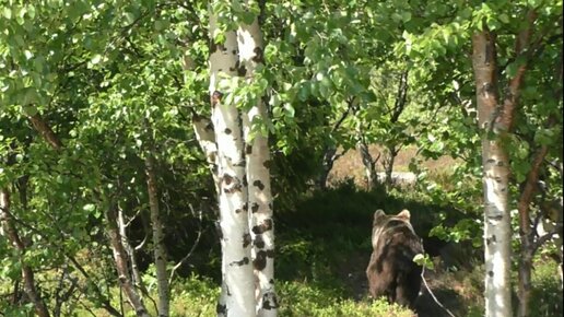 Медведи, белухи, морские звезды.. Просто смотрите и наслаждайтесь моим Белым морем