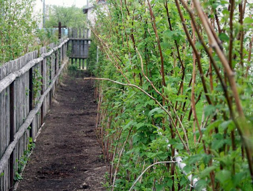 Фото из свободных источников