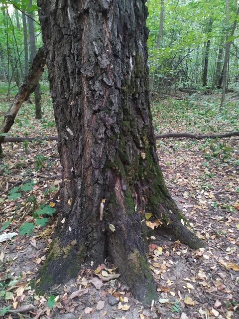 фото из личного архива. та самая нога.