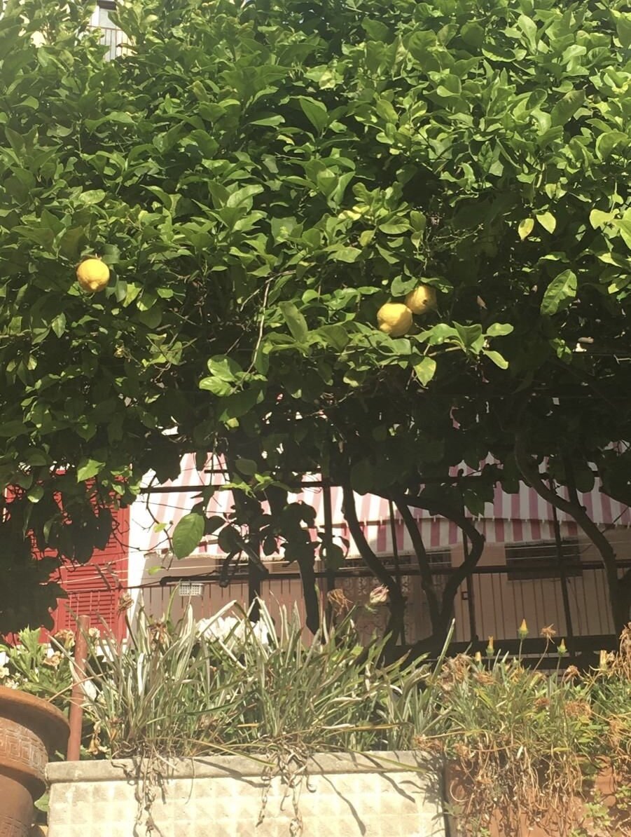 Родиной этого десерта считаются Сорренто и Позитано, где больше всего растёт сочных итальянских лимонов (Фото автора) 