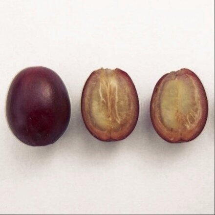 Оболочка и ядро