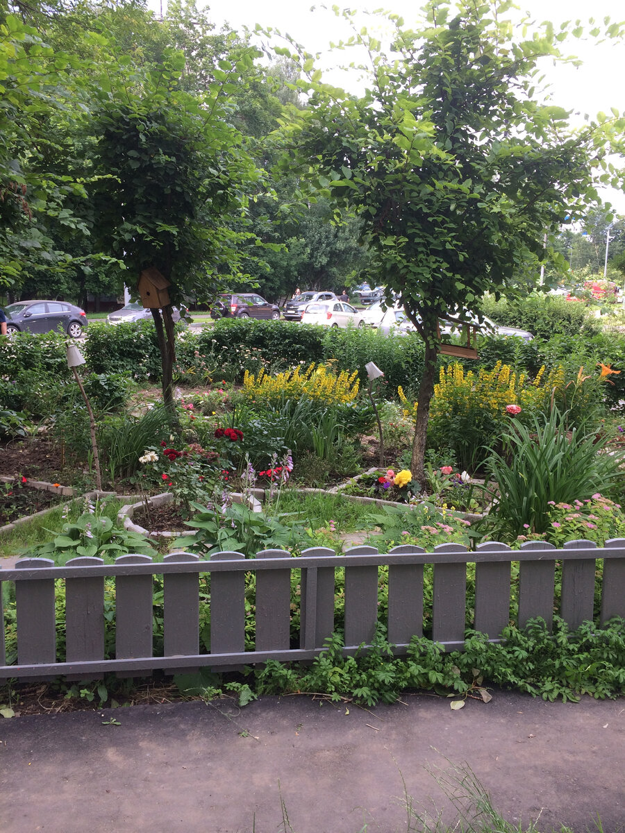 Фото автора  статьи. Такой палисадник создали около дома пенсионеры - супружеская  пара.