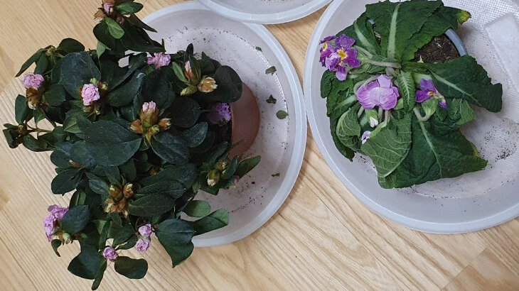 Выброшенные азалия и примула: с ними придётся повозиться, и не факт, что результат порадует. 