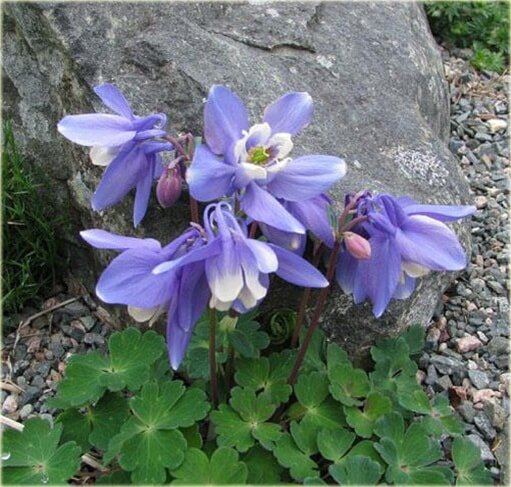 Aquilegia Mini Star 