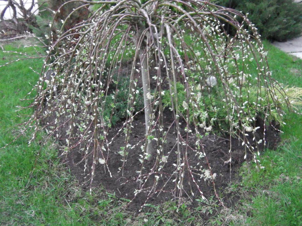 Ива весной. Не обрезалась. Фото автора